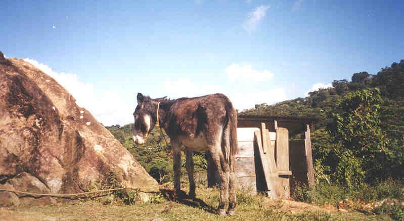 Donkey
