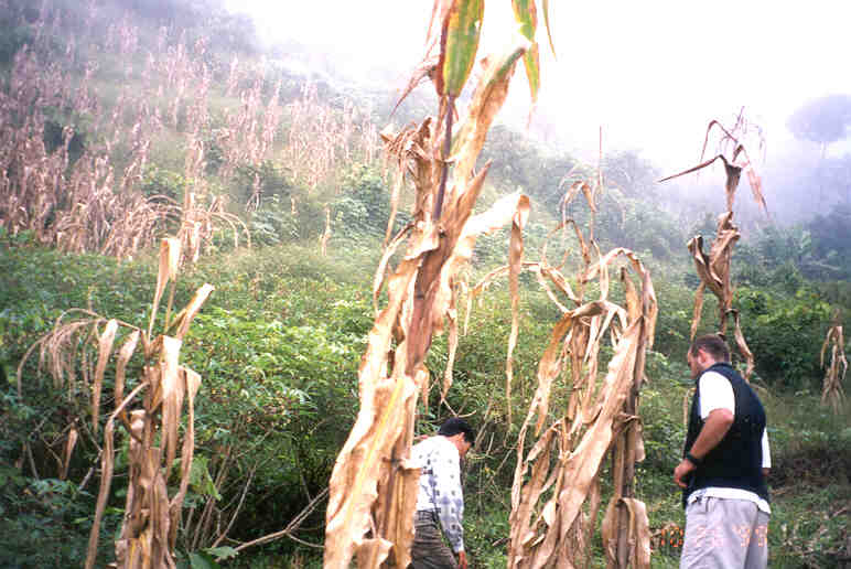 Milpa